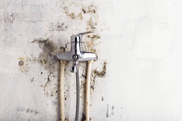 Best Commercial Mold Removal  in Colmar Manor, MD