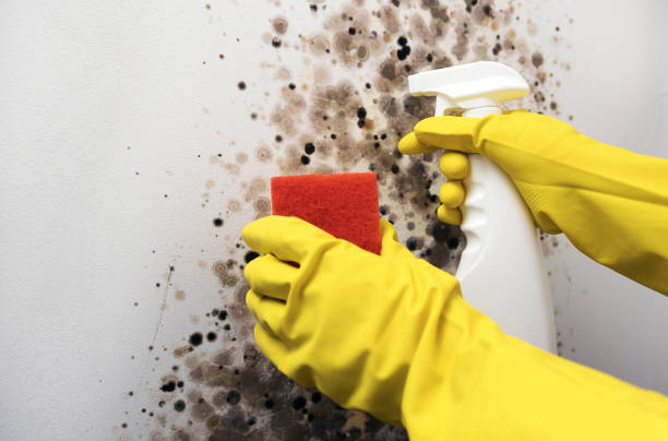 Best Professional Mold Removal  in Colmar Manor, MD