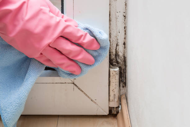 Mold Removal Process in Colmar Manor, MD