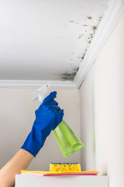 Best Best Mold Removal Companies  in Colmar Manor, MD