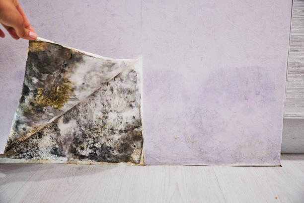 Best Affordable Mold Removal  in Colmar Manor, MD